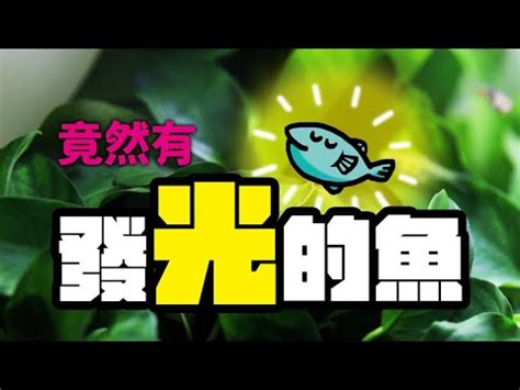 適合養在房間 的魚